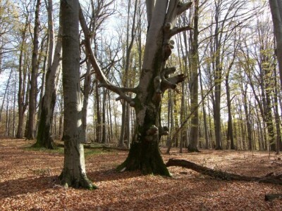 Muški bunar na Psunju Muški bunar na Psunju