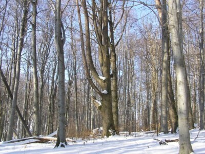 Muški bunar na Psunju Muški bunar na Psunju