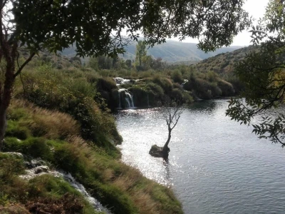 Muškovci
