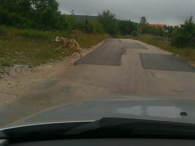 Vukopsi u Zabiokovlju