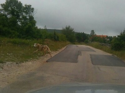 Vukopsi u Zabiokovlju Vukopsi u Zabiokovlju