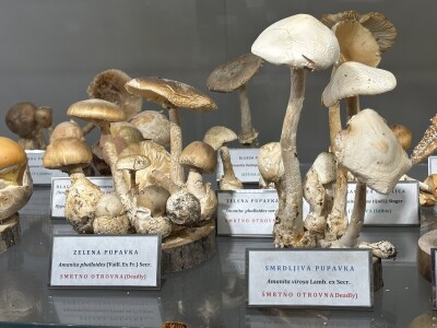 Po pitanju očuvanja Muzeja gljiva svi se prave gljivama