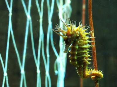 Mužjak morskog konjića nosi i rađa potomstvo. Jedinstvena reproduktivna biologija
