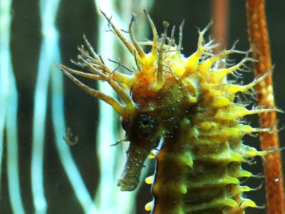 Mužjak morskog konjića nosi i rađa potomstvo. Jedinstvena reproduktivna biologija