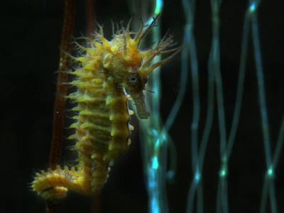 Mužjak morskog konjića nosi i rađa potomstvo. Jedinstvena reproduktivna biologija