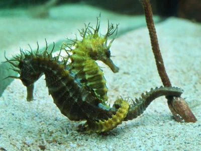 Mužjak morskog konjića nosi i rađa potomstvo. Jedinstvena reproduktivna biologija