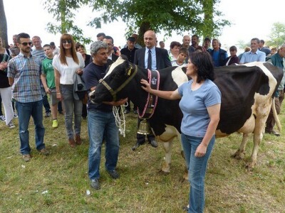 Muzna krava šampionka iz štale OPG Putnik