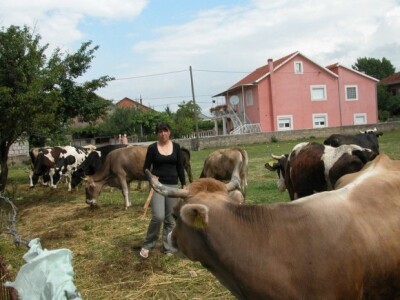 Muzne krave obitelji Džimbek u Otoku Dalmatinskom