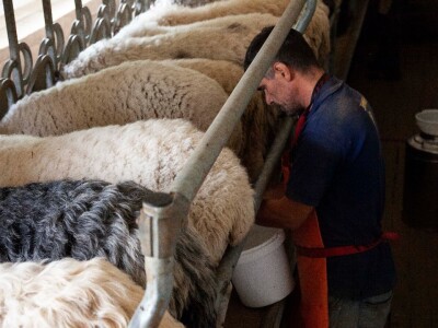 Farma ovaca u selu Nunić