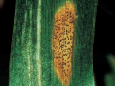 Smeđa pjegavost lista