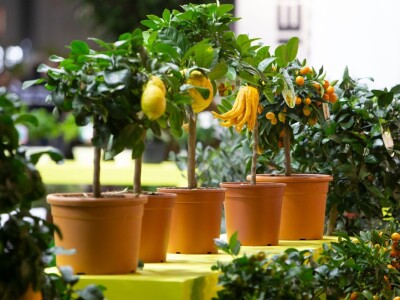 Myplant & Garden 2023 Myplant & Garden 2023