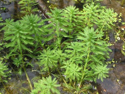 Vodeni krocanj Vodeni krocanj