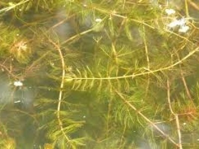 Klasasti krocanj Klasasti krocanj