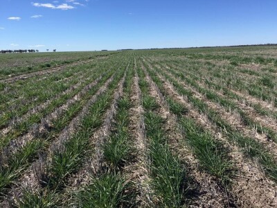 Na 12 hiljada hektara, osam radnika