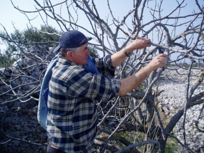 Na bespovratna sredstva iz sektora voćarstva mogu računati oni čija je ekonomska velićina gospodarstva minimum 6.000 eura