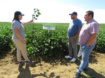 Na Danima polja soje Axereal predstavio i nove sorte - u prodaji od iduće godine