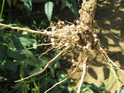 Na Danima polja soje Axereal predstavio i nove sorte - u prodaji od iduće godine