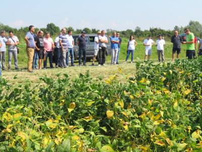 Na Danima polja soje Axereal predstavio i nove sorte - u prodaji od iduće godine
