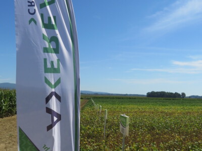 Na Danima polja soje Axereal predstavio i nove sorte - u prodaji od iduće godine