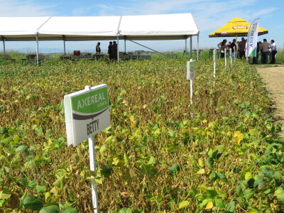 Na Danima polja soje Axereal predstavio i nove sorte - u prodaji od iduće godine