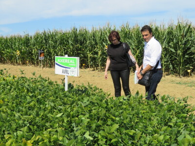 Na Danima polja soje Axereal predstavio i nove sorte - u prodaji od iduće godine