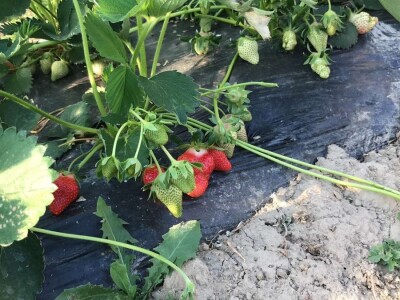 Na domaćem tržištu prve jagode iz plastenika