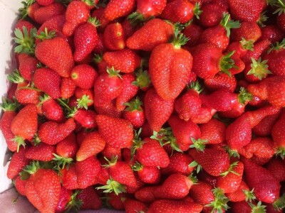 Na domaćem tržištu prve jagode iz plastenika