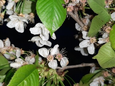 Na domaćem tržištu prve jagode iz plastenika