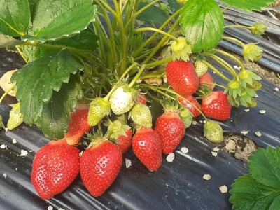 Na domaćem tržištu prve jagode iz plastenika