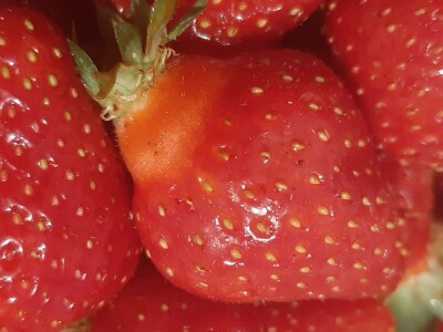 Na domaćem tržištu prve jagode iz plastenika