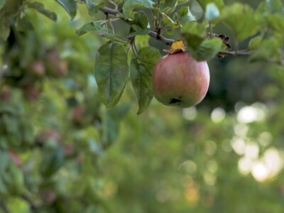 Na domaćem tržištu prve jagode iz plastenika
