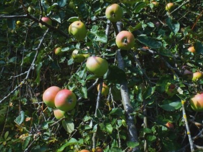 Na domaćem tržištu prve jagode iz plastenika