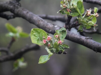 Na domaćem tržištu prve jagode iz plastenika