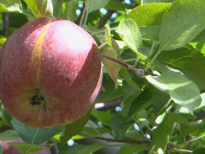 Na domaćem tržištu prve jagode iz plastenika
