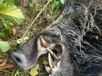 Na Duškov nišan pao vepar kapitalac od 192 kg Na Duškov nišan pao vepar kapitalac od 192 kg