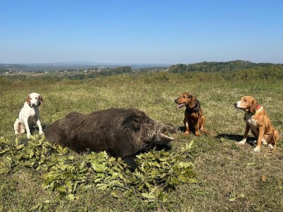Na Duškov nišan pao vepar kapitalac od 192 kg Na Duškov nišan pao vepar kapitalac od 192 kg