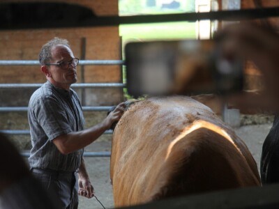 Na farmi u Steinu krave masiraju pivskim kvascem