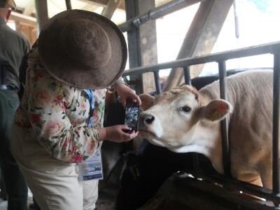 Na farmi u Steinu krave masiraju pivskim kvascem