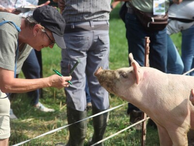 Na farmi u Steinu krave masiraju pivskim kvascem