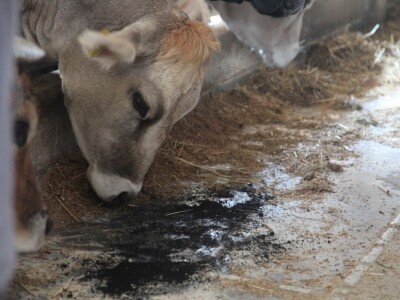 Na farmi u Steinu krave masiraju pivskim kvascem