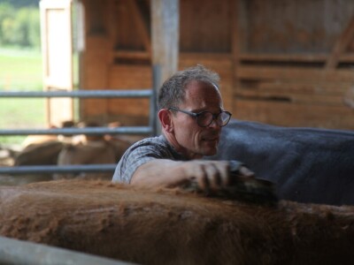 Na farmi u Steinu krave masiraju pivskim kvascem