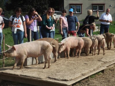 Na farmi u Steinu krave masiraju pivskim kvascem