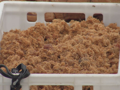 Na Festivalu duvan čvaraka prodato više od 20 tona čvaraka i 30 tona masti