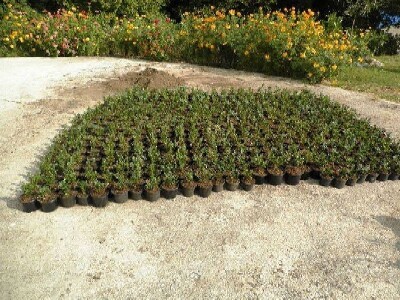 Cvijeće uzgojeno na humusu i humusnim čajem OPG Vedran Pezelj