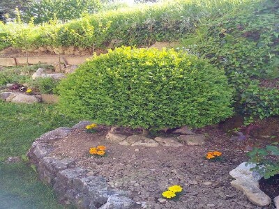 Ukrasno bilje na imanju OPG Vedran Pezelj