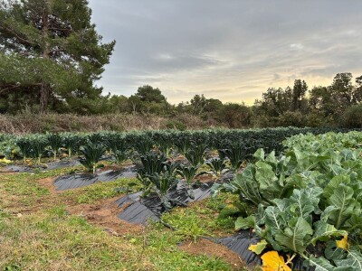 Na Malom Lošinju dvoje Talijana jedini uzgajivači povrća