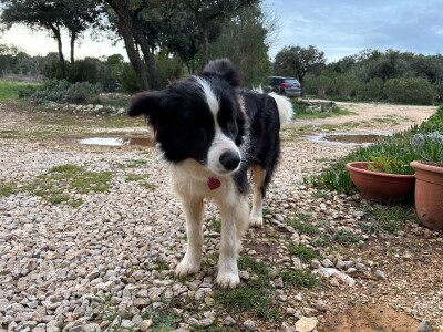 Na Malom Lošinju dvoje Talijana jedini uzgajivači povrća