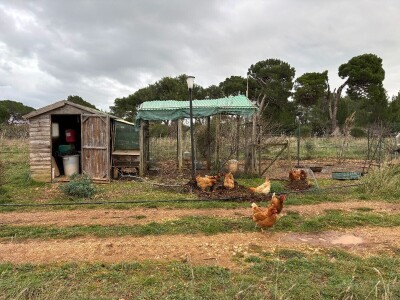 Na Malom Lošinju dvoje Talijana jedini uzgajivači povrća
