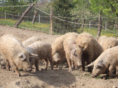 Na OPG Bišćan održana radionica Mali svinjogojci