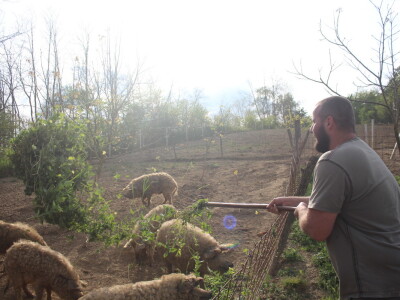 Na OPG Bišćan održana radionica Mali svinjogojci